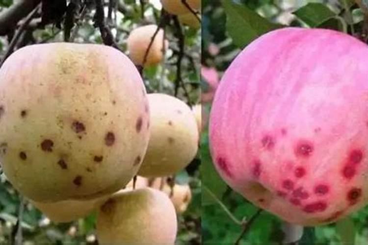 降酸补钙,严防苹果苦痘病发生!