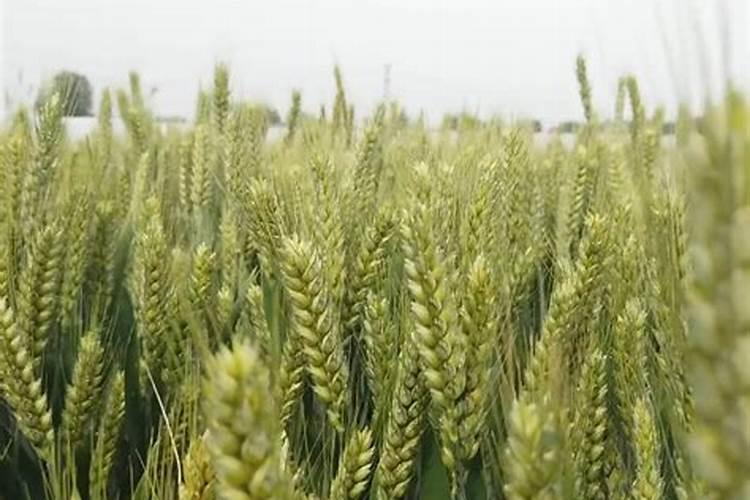 小麦上喷施硼肥有什么好处？拔节孕穗期喷2次,籽粒饱满能增产