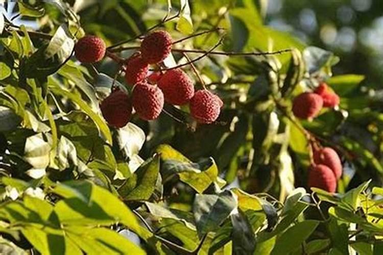 常用的钾肥有哪些及使用中的注意事项