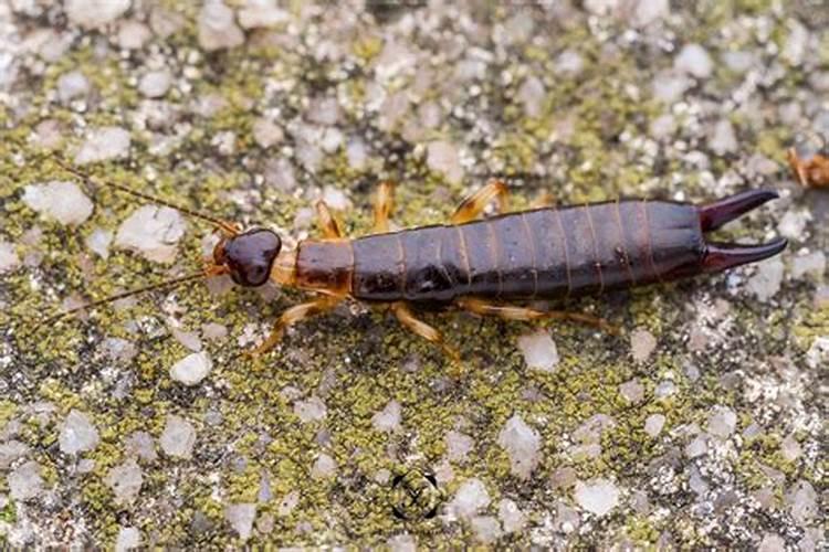 你了解钾肥吗,钾肥最适用哪些作物？