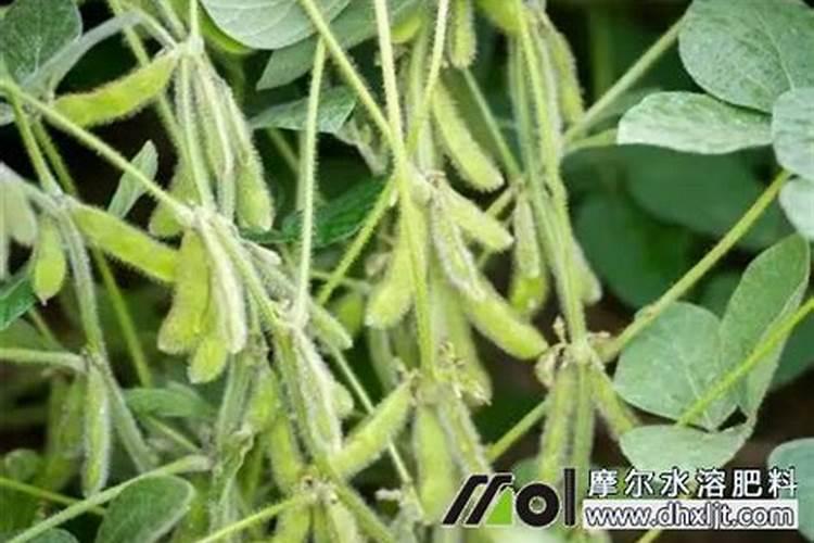 红薯施什么肥料最好