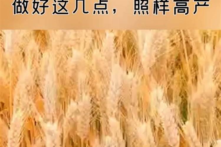 小麦在什么期间可打叶面肥