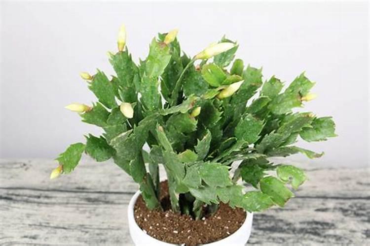 芸苔素玉米飞防用量