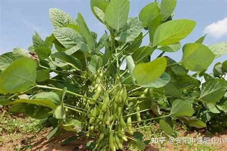 夏天怎么种猫豆 夏季毛豆种植精细化管理方法
