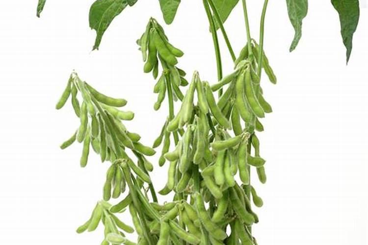 早熟毛豆的高产种植管理技术 毛豆怎么施肥好