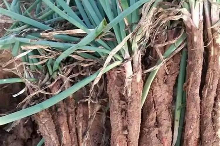 小麦赤霉病用什么药防治最好