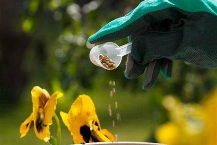 花草叶面肥多久喷一次 “植物叶面肥喷洒频率”