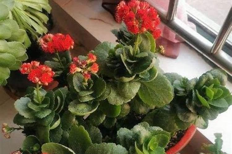 雨季如何给露天的花草施肥？