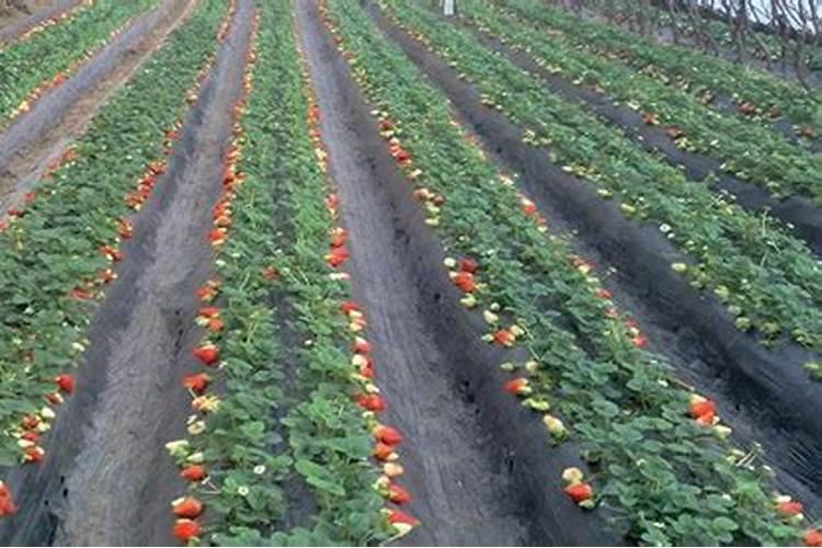 煮熟的鸡蛋黄能当肥料养花吗