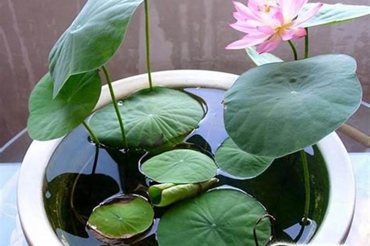 钾肥最佳施用方法