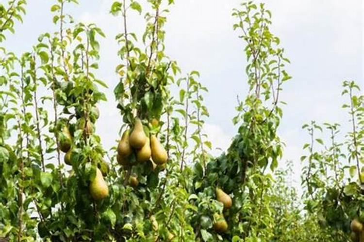 梨树夏季如何管理