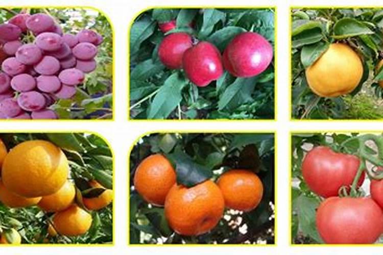 果树叶面喷施硼肥的最佳时间