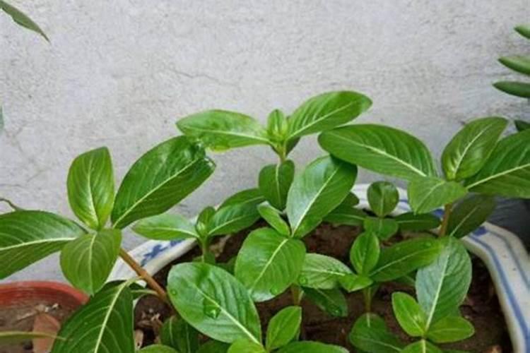 白菜追肥用什么肥料好