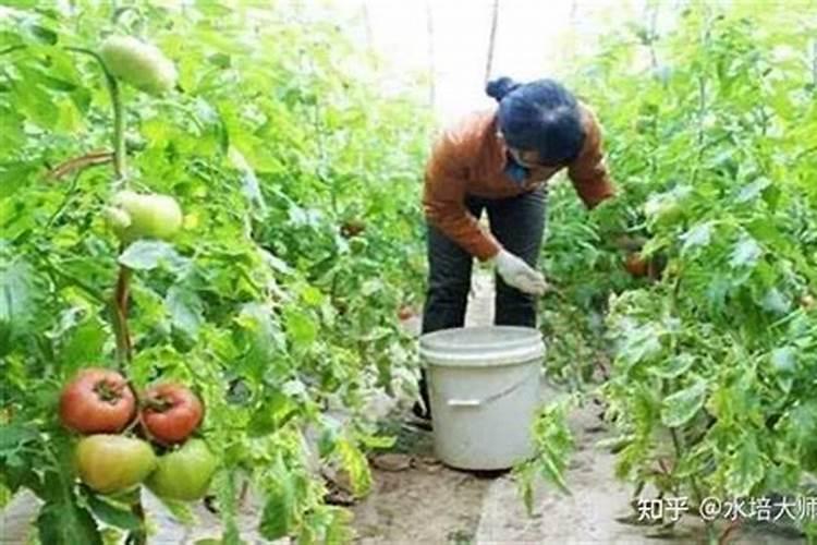 大元素水溶肥料配方大全