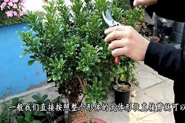 米兰花一般都是施什么肥？有那种自己弄的肥料吗