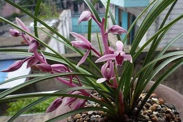 兰花用什么肥可以多开花