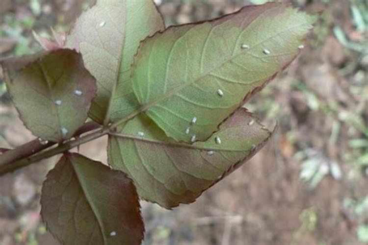 水培植物施什么肥