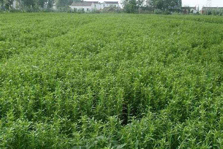黄瓜栽培可施用的锌肥有哪些？