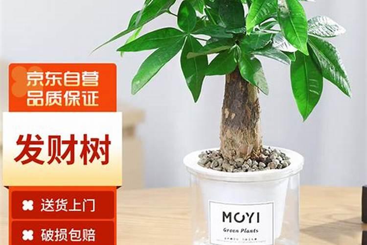 发财树叶子生根方法