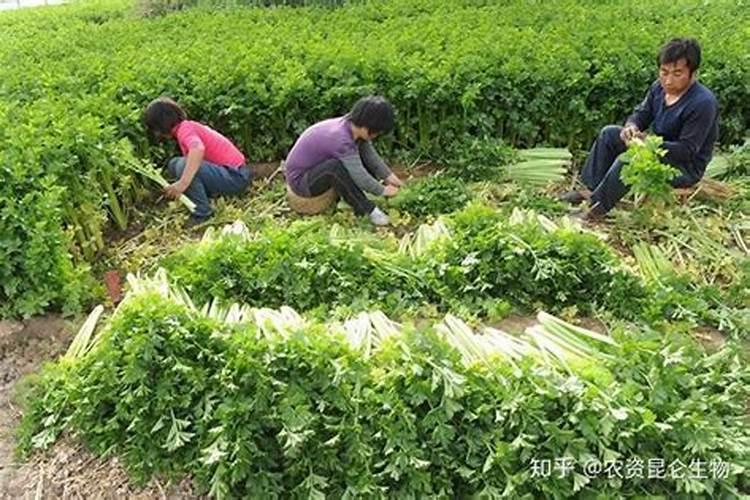 芹菜底肥怎么用长势好？芹菜底肥的正确使用方法？