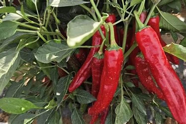 朝天椒最好的肥料是什么？