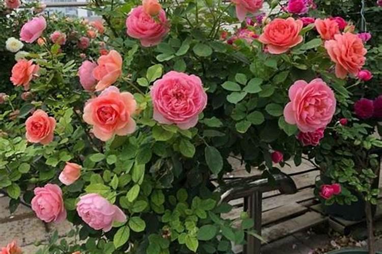 月季开花后怎么施肥