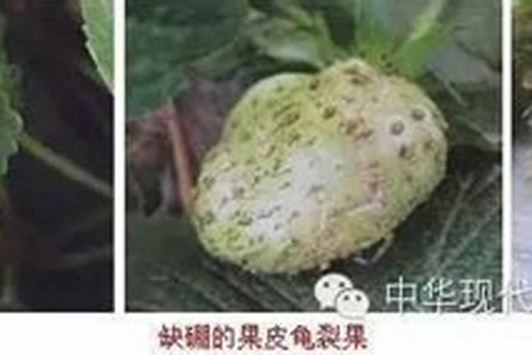 黄瓜花打顶出现的原因有哪些？补救措施是什么？