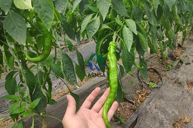 磷肥和二铵有什么不同