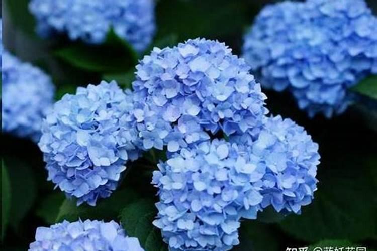 绣球调蓝时候为什么不能施肥