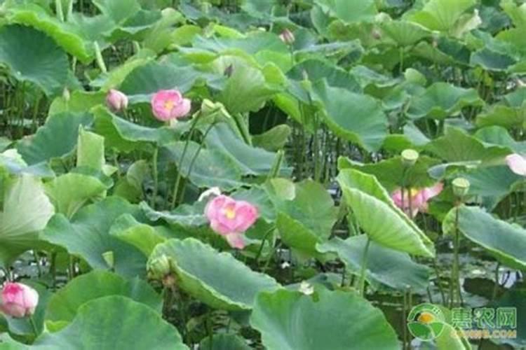 会施肥系列‖莲藕施肥需要注意哪些事项