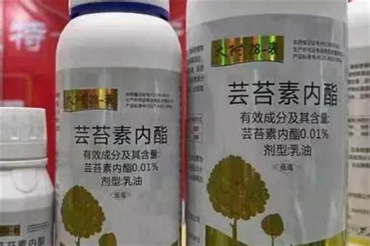 菊花现雷可以遮阴处理吗？