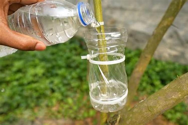 一颗果树浇水溶肥多少斤？