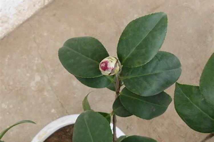 茶花用什么肥料最好,怎么施肥