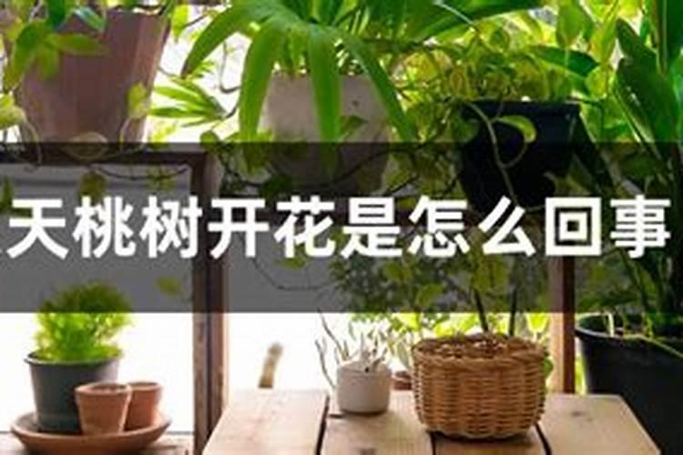 桃树花期打什么药坐果