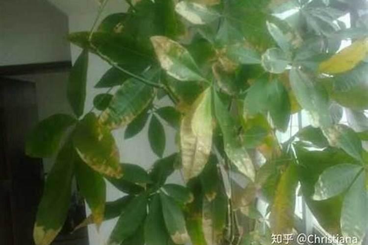 怎样使西红柿迅速变红 方法有哪些