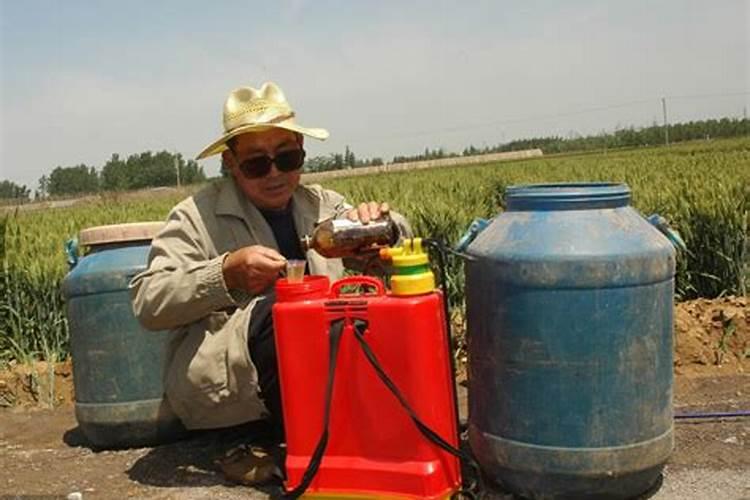 桉树施尿素效果怎样