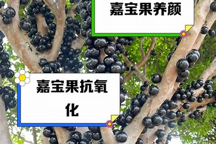 除了磷钾,用好硼钙肥,草莓促芽效果更好!