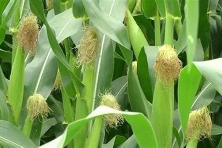 玉米灌浆期需要什么肥料