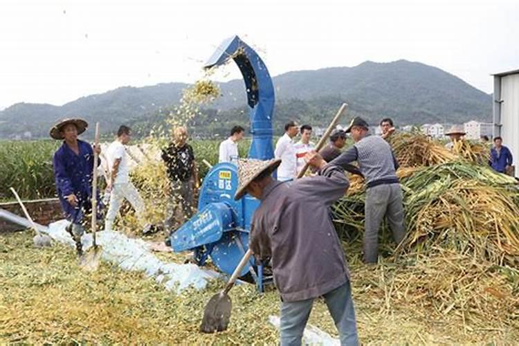 玉米杆怎么沤肥