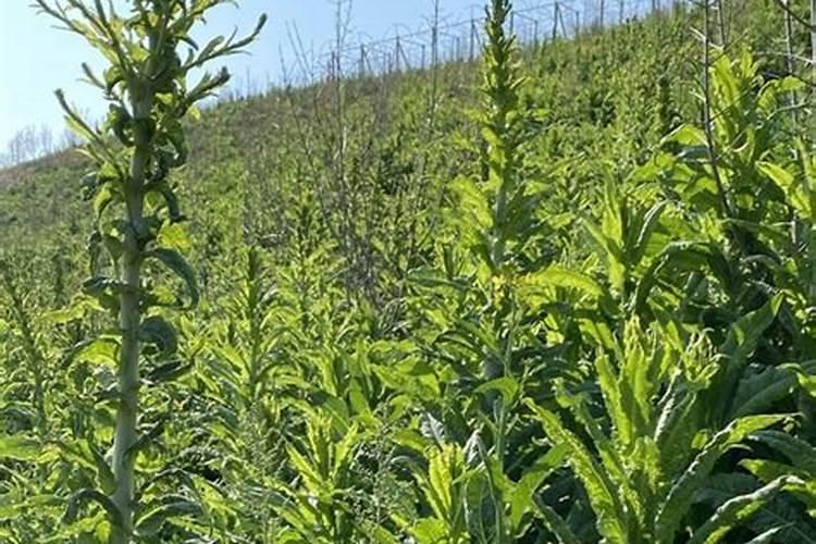 贡菜栽后怎样施肥最好