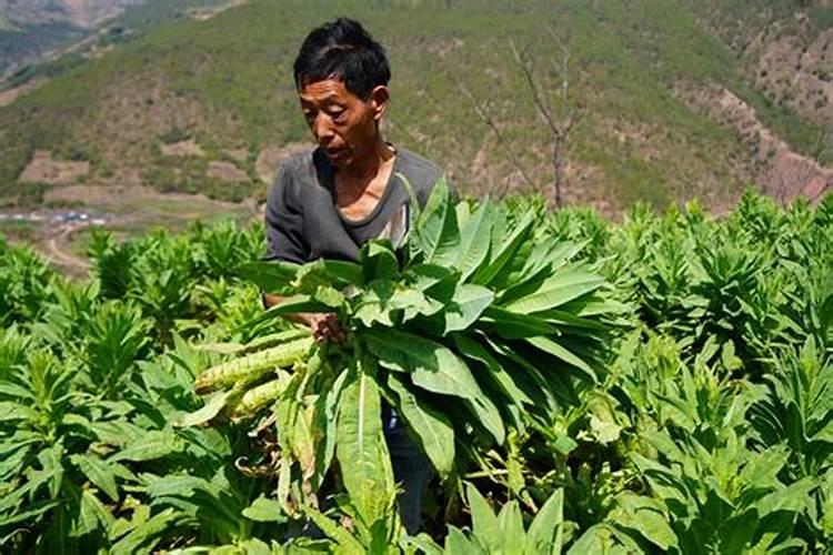 钾肥对贡菜的作用