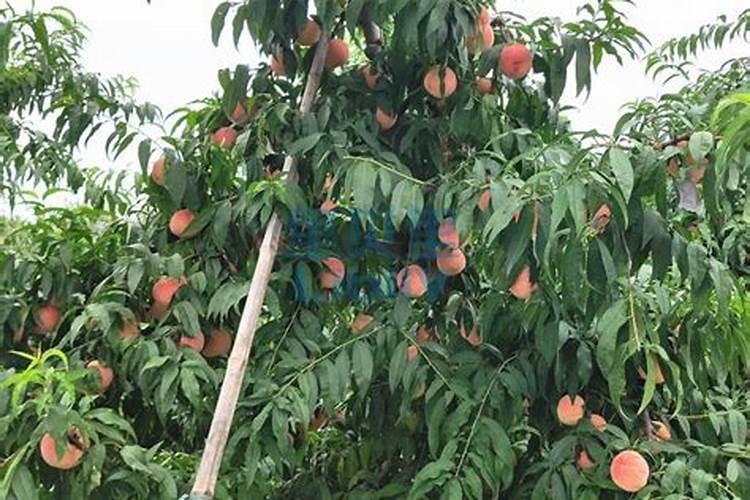 桃树秋施什么肥最好