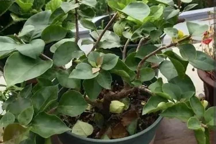 脲铵氮肥和尿素的区别