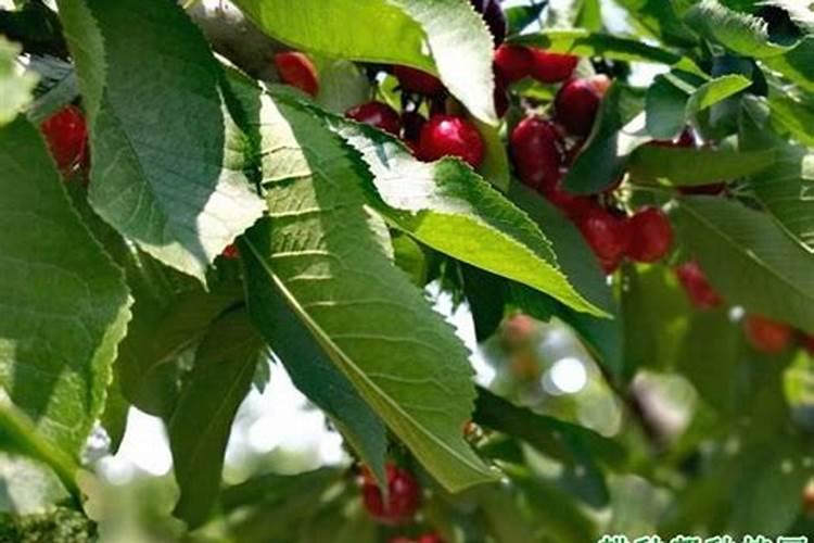 桔子花期施什么肥