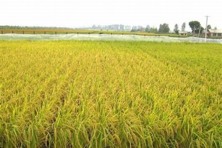 种植花生时每穴可放复合肥作底肥吗