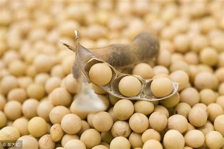 秋冬季该怎么种植小油菜 施肥方法总结