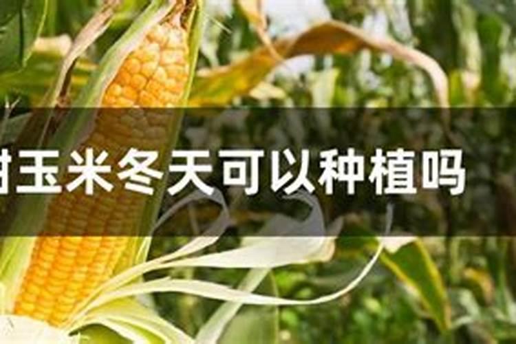 玉米防霜冻打叶面肥能抗几度