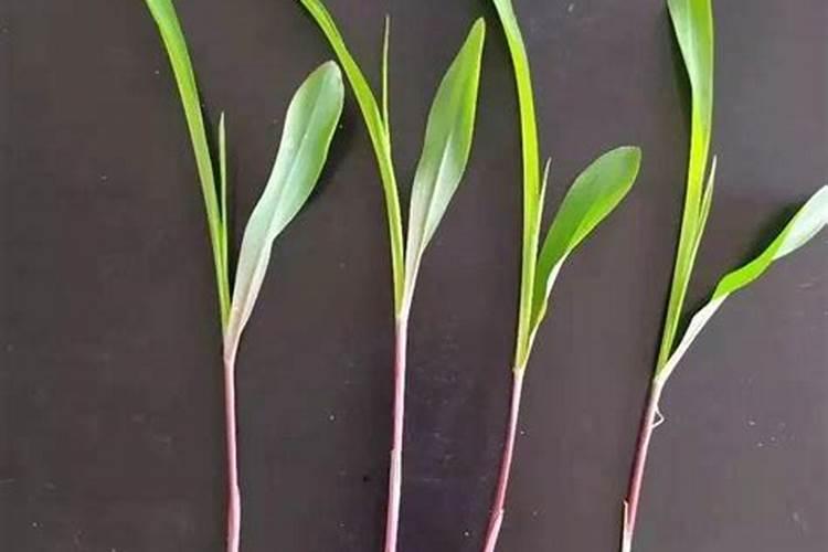 玉米打化控叶面肥加锌行吗