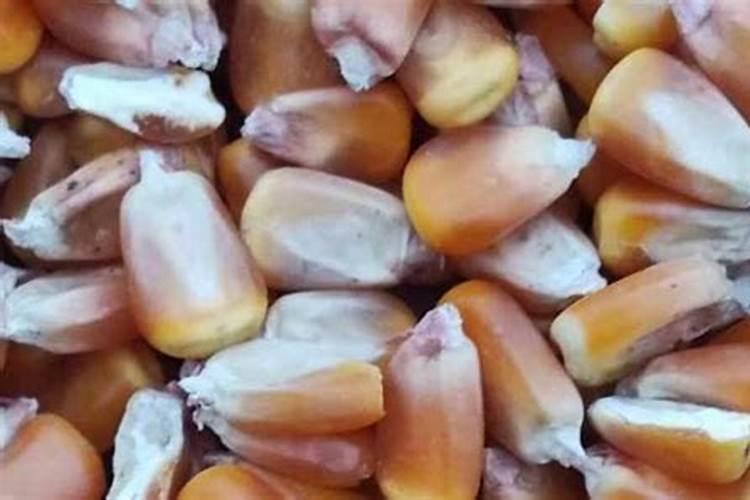 玉米8月15日以后还能喷叶面肥吗