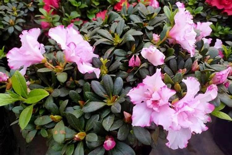 湖北荆襄化工(集团)有限责任公司公司简介